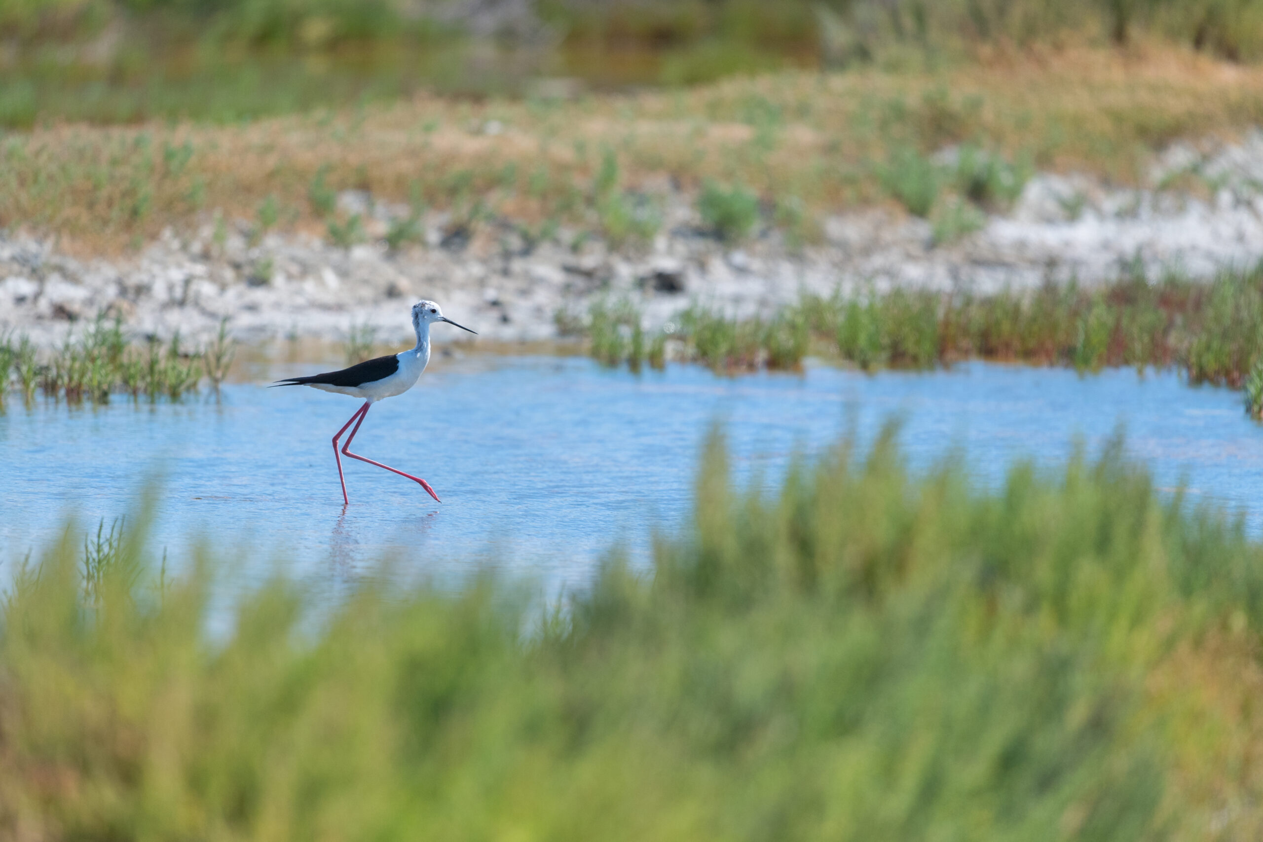 nature-preservation-environnement