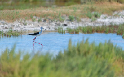 Lieux pour observer les oiseaux sur l’Île de Ré